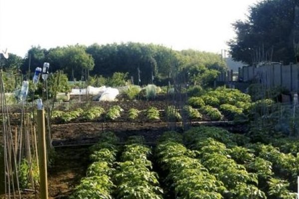 Allotment